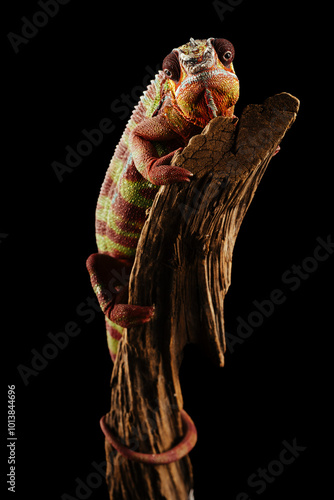 Panther chameleon standing on a branch on black background