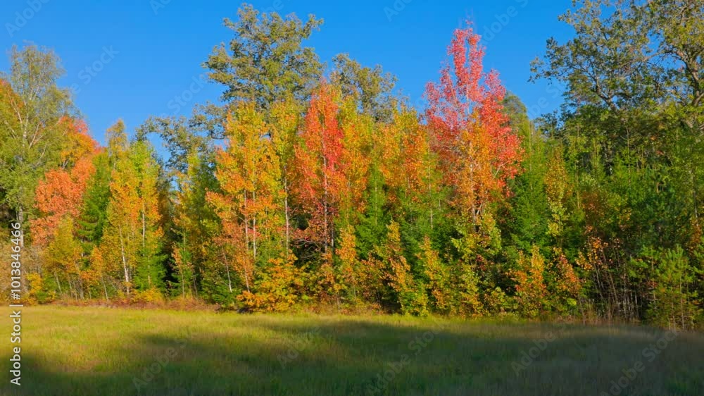 Colorful autumn trees in full foliage along edge of field under clear blue sky on sunny day. Sweden. Colorful autumn trees in full foliage along edge of field under clear blue sky on sunny day. Sweden.