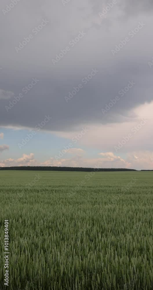 A green wheat field in cloudy weather, a field with unripe wheat before a thunderstorm A green wheat field in cloudy weather, a field with unripe wheat before a thunderstorm