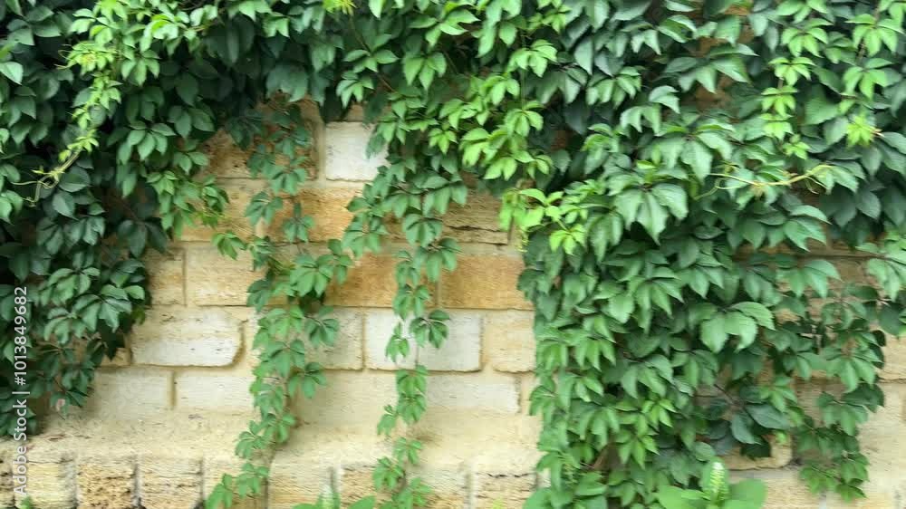 Green maiden grapes stems on the shell rock blocks fence Green maiden grapes stems on the shell rock blocks fence