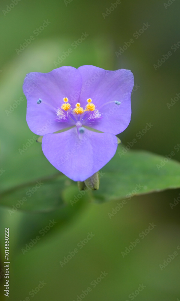 Beautiful close-up of a tinantia pringlei flower Beautiful close-up of a tinantia pringlei flower