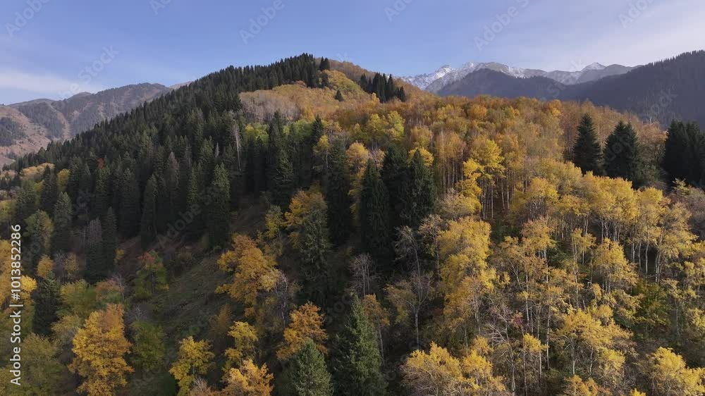 Picturesque slopes of the Trans-Ili Alatau mountains covered with yellow trees and fir trees in the south-east of Kazakhstan on an autumn evening Picturesque slopes of the Trans-Ili Alatau mountains covered with yellow trees and fir trees in the south-east of Kazakhstan on an autumn evening