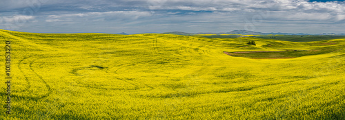 Palouse Fields with Flowering Canola Plants, WA photo