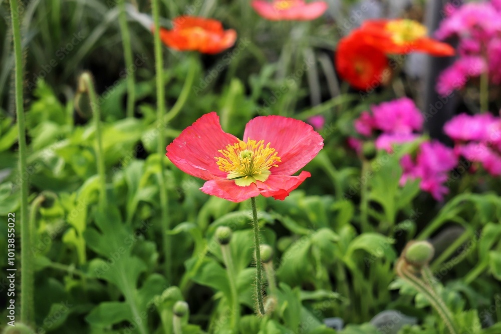 Poppy Flowers Poppy Flowers