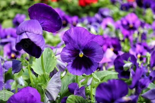 Greenhouse Flowers Petunia