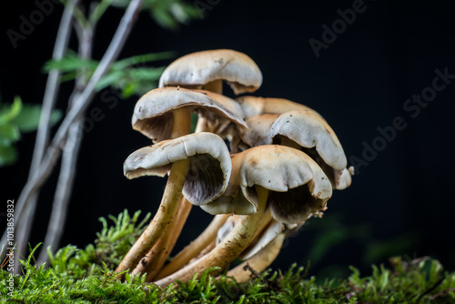 mushroom in the moss in the forest photo