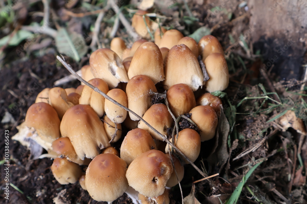 Champignons Champignons
