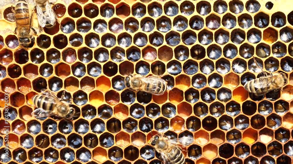 Nectar, honey and pollen in combs. Harmonious development of the bee colony. Nectar, honey and pollen in combs. Harmonious development of the bee colony.