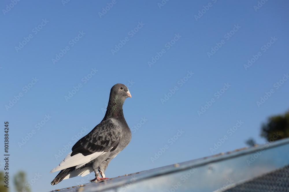 a pigeon perched on the roof on blue sky a pigeon perched on the roof on blue sky