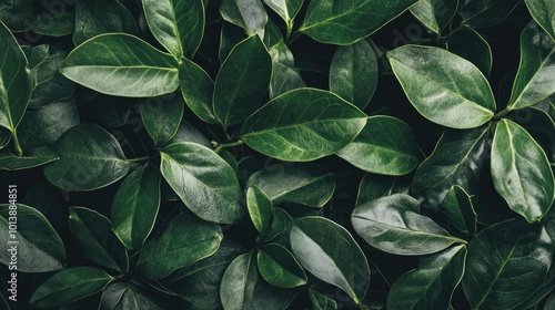 A close-up of lush green leaves with a dark background, forming a textured pattern.