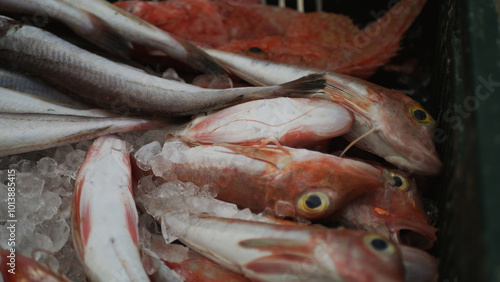 Magnificent freshly caught fish lies in a container with ice. Freshly caught sea fish lies on the counter of a fish shop.