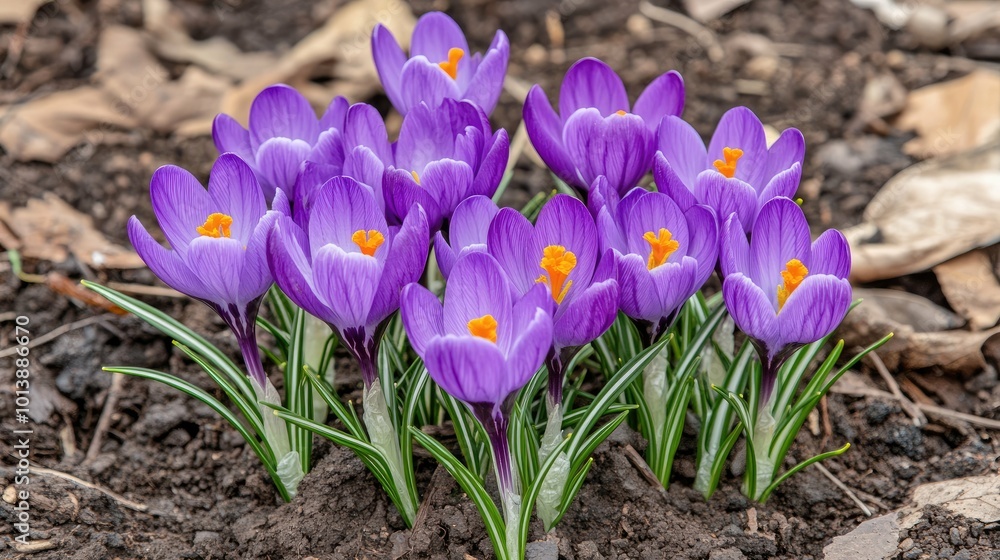 A cluster of purple crocuses with orange centers bloom in the spring. A cluster of purple crocuses with orange centers bloom in the spring.