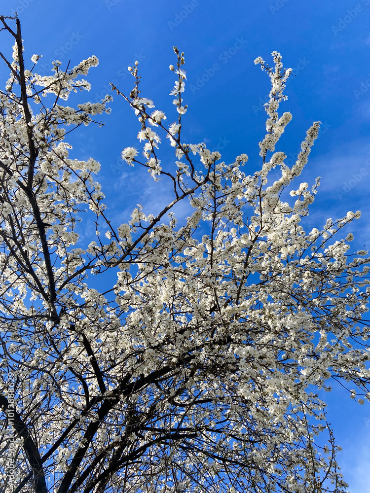 Blossoming branches against a clear blue sky. Delicate white flowers reach upwards celebrating the arrival of spring and the beauty of nature Blossoming branches against a clear blue sky. Delicate white flowers reach upwards celebrating the arrival of spring and the beauty of nature