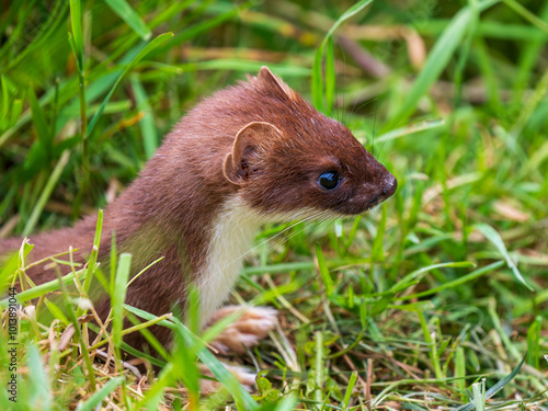 Close-up of a Stoat in Grass