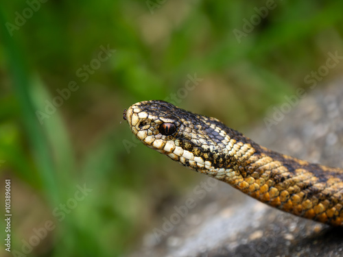 Black Garden Ant on the Head of a Grass Snake