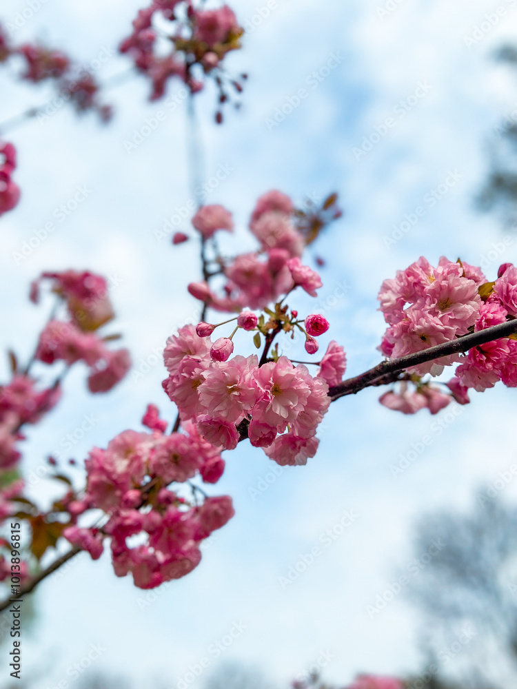 Blossoming branches with pink flowers against a clear blue sky. Delicate flowers reach upwards celebrating the arrival of spring and the beauty of nature Blossoming branches with pink flowers against a clear blue sky. Delicate flowers reach upwards celebrating the arrival of spring and the beauty of nature