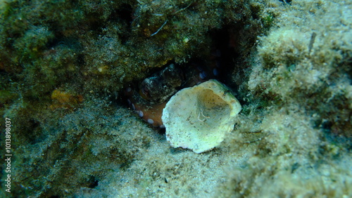 Seashell of bivalve mollusc Thorny oyster (Spondylus gaederopus) undersea, Aegean Sea, Greece, Syros island, Azolimnos beach photo