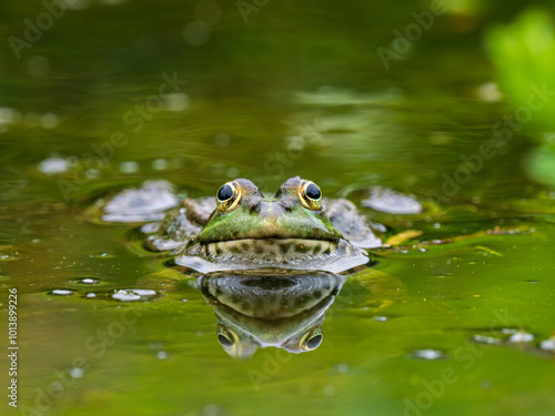 Marsh Frog Head in a Pond photo