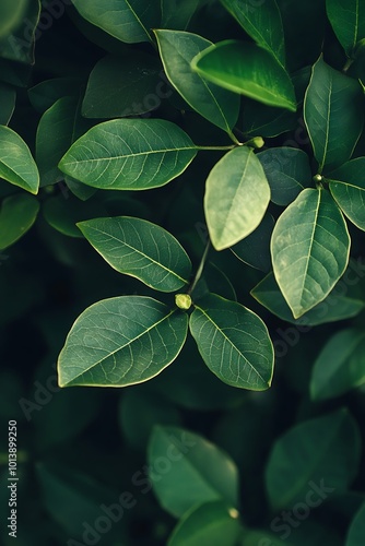 Close up of Lush Green Leaves, Nature Background