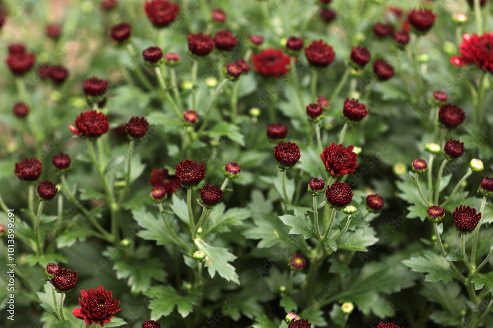 Blooming chrysanthemums in autumn in a garden Blooming chrysanthemums in autumn in a garden