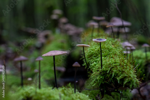 Waldboden bedecken Pilze ihre leuchtenden Farben kontrastieren mit den gefallenen Blättern. Die magische Atmosphäre wird durch das gefleckte Sonnenlicht, das durch das Blätterdach filtert, verstärkt.