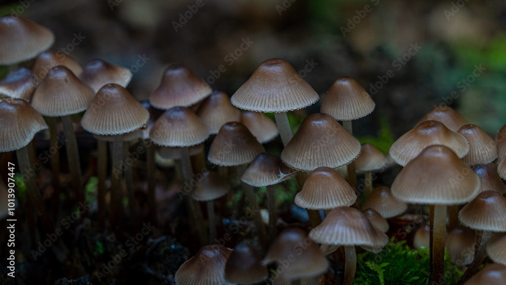 Waldboden bedecken Pilze ihre leuchtenden Farben kontrastieren mit den gefallenen Blättern. Die magische Atmosphäre wird durch das gefleckte Sonnenlicht, das durch das Blätterdach filtert, verstärkt. Waldboden bedecken Pilze ihre leuchtenden Farben kontrastieren mit den gefallenen Blättern. Die magische Atmosphäre wird durch das gefleckte Sonnenlicht, das durch das Blätterdach filtert, verstärkt.