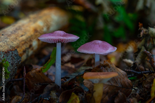 Waldboden bedecken Pilze ihre leuchtenden Farben kontrastieren mit den gefallenen Blättern. Die magische Atmosphäre wird durch das gefleckte Sonnenlicht, das durch das Blätterdach filtert, verstärkt. photo