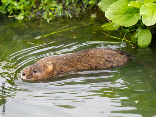 Water Vole Swimming photo