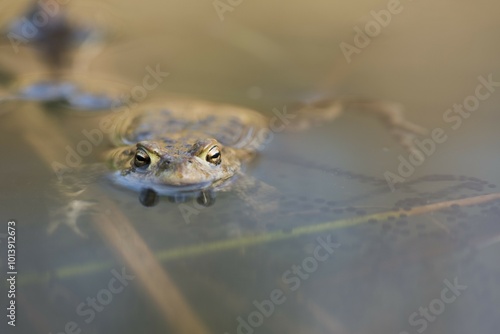 Common toad (Bufo bufo) with spawning lines in the water, Emsland, Lower Saxony, Germany, Europe