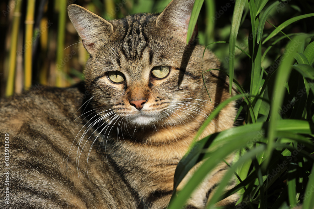 Cat lying in the grass on a meadow Cat lying in the grass on a meadow