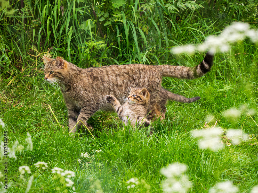 Scottish Wildcat Kitten Playing in Grass Scottish Wildcat Kitten Playing in Grass
