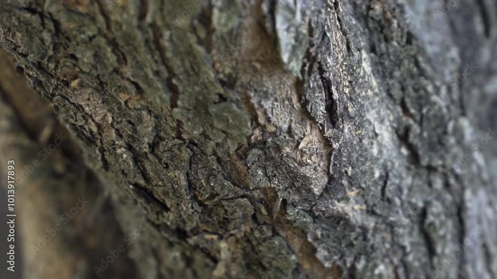 Close-up view of tree bark, wood texture. Close-up view of tree bark, wood texture.