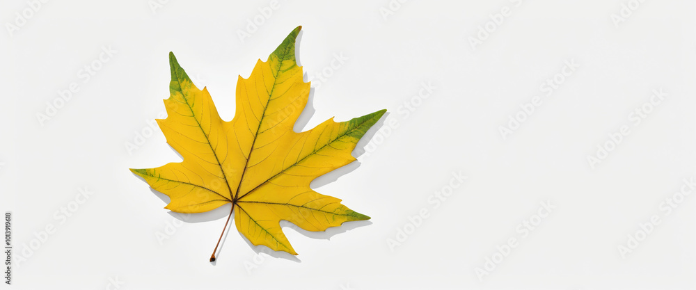 Create an image of a vibrant collection of autumn leaves in shades of red, orange, and yellow, scattered naturally with no background Create an image of a vibrant collection of autumn leaves in shades of red, orange, and yellow, scattered naturally with no background