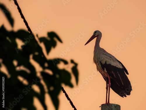 silhouette of stork at sunrise