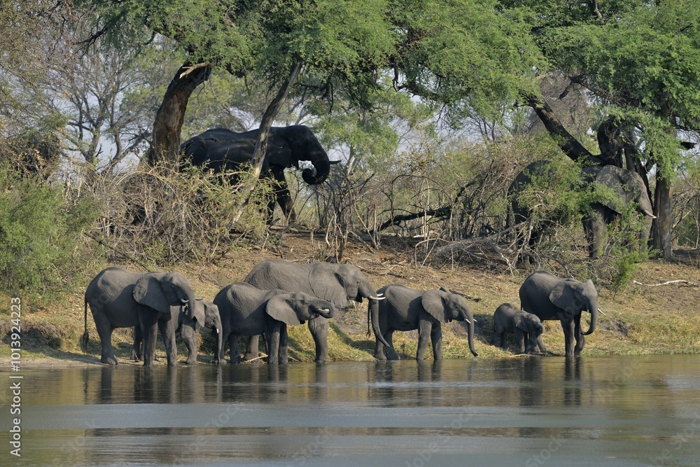 Fototapeta premium Elephant (Loxodonta africana) herd drinking at the Cuando River, Bwabwata National Park, Zambezi Region, Caprivi Strip, Namibia, Africa