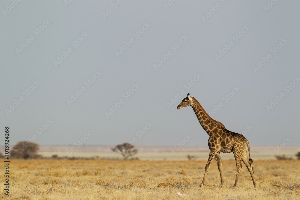 Fototapeta premium South African giraffe (Giraffa camelopardalis giraffa) female roaming at edge of Etosha Pan, Etosha National Park, Namibia, Africa