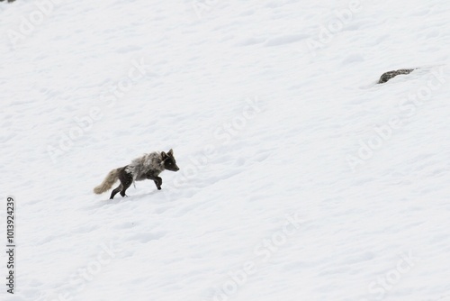 Arctic fox (Vulpes lagopus), running in the snow, Spitsbergen, Norway, Europe photo