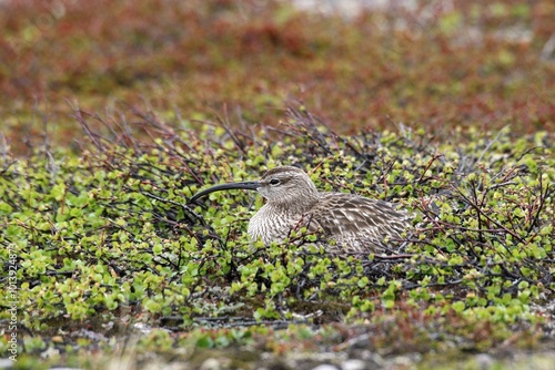 Brooding Whimbrel (Numenius phaeopus), treeless tundra in the north of Norway, Europe photo