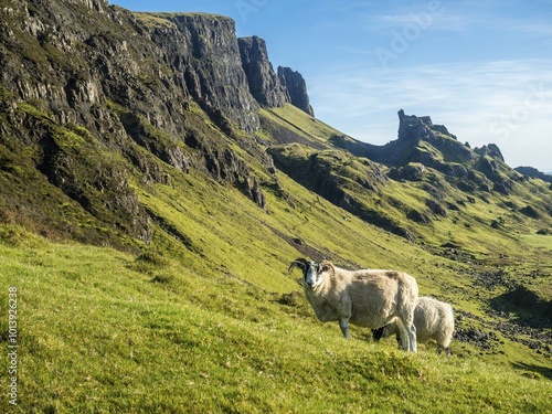 Sheep near Quiraing, Isle of Skye National Park, Scotland, Great Britain photo