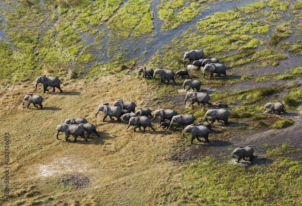 African Elephants (Loxodonta africana), breeding herd, roaming in a freshwater marsh, aerial view, Okavango Delta, Botswana, Africa