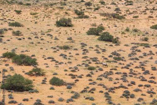 Gemsbok (Oryx gazella) in the vast Kalahari Desert, rainy season with some green grass, Kgalagadi Transfrontier Park, South Africa, Africa photo