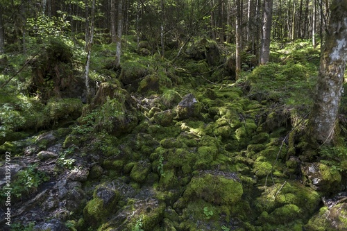 Dry course of a stream with mossy stones in the enchanted forest, Ramsau, Berchtesgadener Land, Upper Bavaria, Germany, Europe