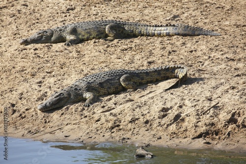 Nile crocodiles (Crocodylus niloticus), Grumeti River sandbank, Serengeti National Park, Tanzania, Africa photo