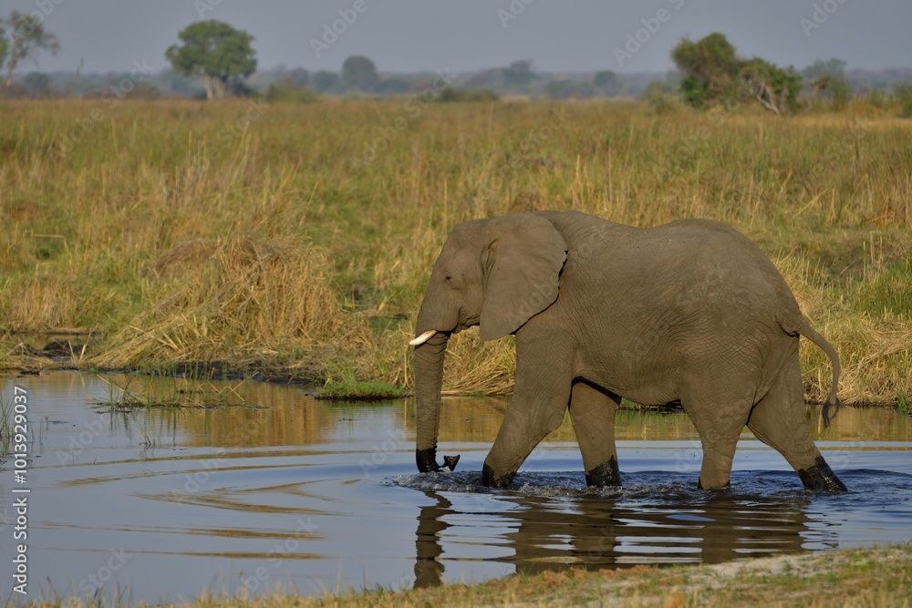 Obraz premium Elephant (Loxodonta africana) in the Cuando River, Bwabwata National Park, Zambezi Region, Caprivi Strip, Namibia, Africa