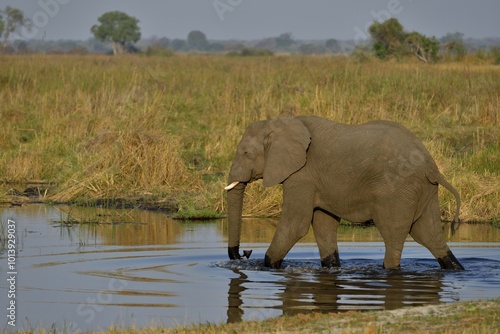 Elephant (Loxodonta africana) in the Cuando River, Bwabwata National Park, Zambezi Region, Caprivi Strip, Namibia, Africa photo