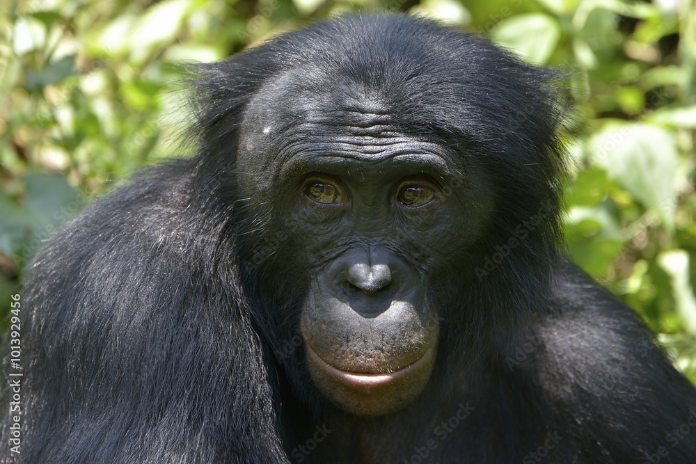 Bonobo (Pan paniscus), portrait, Lola ya Bonobo Sanctuary, Kimwenza, Mont Ngafula, Kinshasa, Democratic Republic of the Congo Bonobo (Pan paniscus), portrait, Lola ya Bonobo Sanctuary, Kimwenza, Mont Ngafula, Kinshasa, Democratic Republic of the Congo