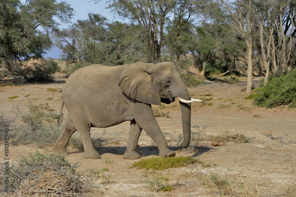 Fototapeta premium Desert elephant or African elephant (Loxodonta africana), in the dry riverbed of the Huab, Damaraland, Namibia, Africa
