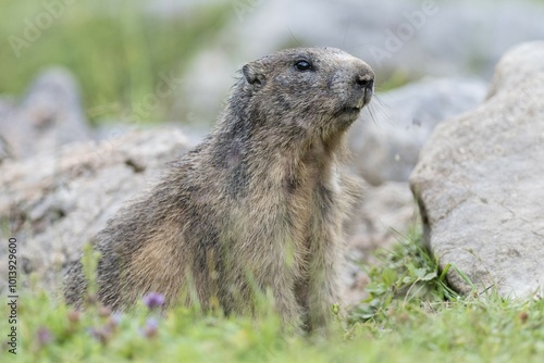 Marmot (Marmota) on the lookout, Dachstein, Styria, Austria, Europe