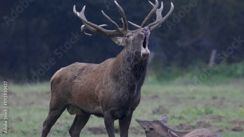 Roaring of the adult red deer in the rutting season.