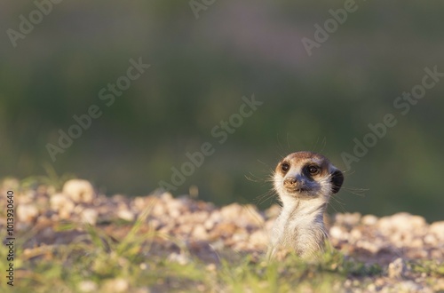 Obraz na płótnie Suricate (Suricata suricatta), guard on the lookout at burrow, rainy season with green surroundings, Kalahari Desert, Kgalagadi Transfrontier Park, South Africa, Africa w salonie
